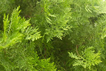 Green thuja branches with needles. Nature Christmas background. Evergreen coniferous tree.