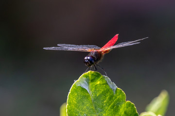 red dragonfly on a leaf - Powered by Adobe
