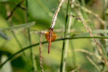dragonfly on a leaf