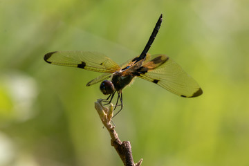 dragonfly on branch
