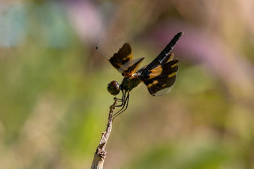 dragonfly on branch