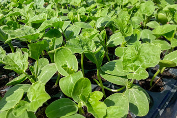 Small watermelon tree growing in garden, farmers use for analysis of the plant.