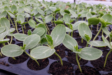 Small watermelon tree growing in garden, farmers use for analysis of the plant.