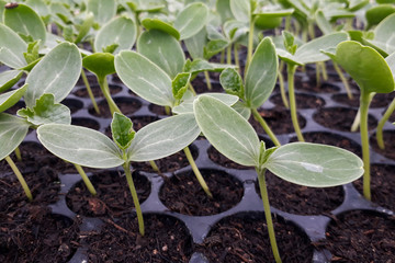 Small watermelon tree growing in garden, farmers use for analysis of the plant.