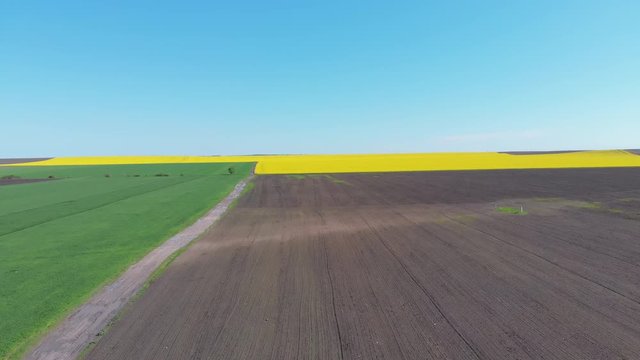 Aerial Drone view of Yellow Canola Field. Harvest Blooms Yellow Flowers Canola Oilseed.