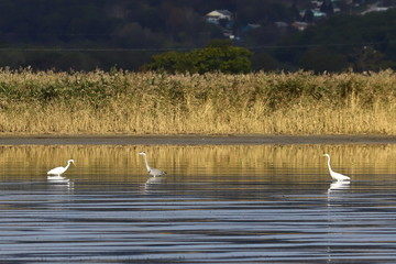 Great egrets  (Ardea alba) white herons and grey heron (Ardea cinerea) standing in calm reflecting sea water in the wild. Sunny day, yellow autumn grass blurred background, wild water birds in nature.