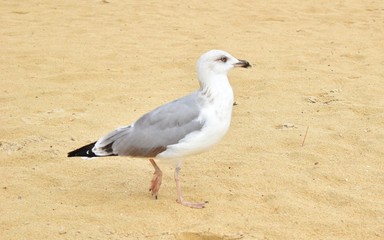 seagull on beach