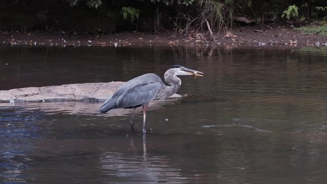 Grey heron eating a fish, while standing in a stream. 50 sec/24 fps. 40% speed.