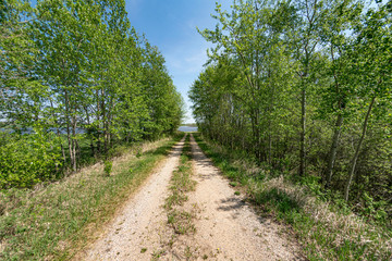 A row of trees leading to a lake