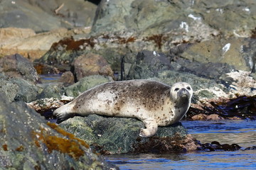 Baby seal (spotted seal, largha seal, Phoca largha) laying on the sea stone near the blue water on rock background closeup. Wild puppy seal in natural habitat.