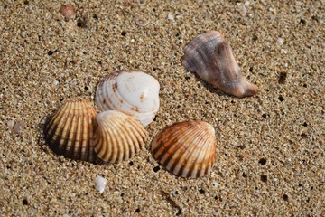 seashells on sand