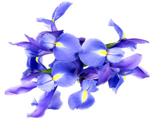 Blue iris flowers on white background