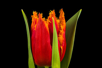 Single orange tulip flower isolated on black background