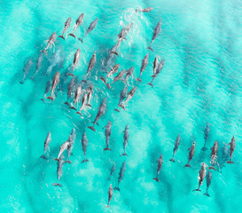 Luchtfoto close-up van een dolfijn peulen zwemmen in tropisch warm blauw water. Prachtige zeezoogdieren bedreigde diersoorten
