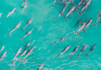 Aerial close up of a dolphin pods swimming in tropical warm blue water. Beautiful marine mammal...