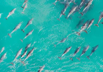 Rolgordijnen Aerial close up of a dolphin pods swimming in tropical warm blue water. Beautiful marine mammal endangered species  © FRPhotos
