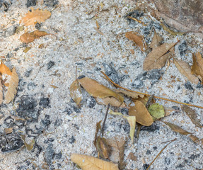 Ashes and dry leaves isolated up close image for background use and with copy space