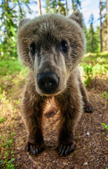Wild brown bear cub looking at camera close-up wide angle. Cub of Brown Bear in the  summer forest. Natural habitat. Scientific name: Ursus arctos.