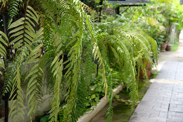 Fototapeta na wymiar fern plant leaves growing in vertical garden