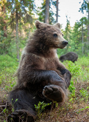 Cub of Brown Bear in the  summer forest. Close up portrait, wide angle.  Natural habitat. Scientific name: Ursus arctos.