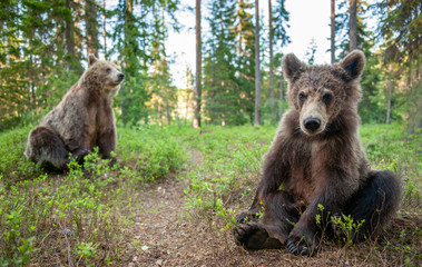 Cub of Brown Bear in the  summer forest. Close up portrait, wide angle.  Natural habitat. Scientific name: Ursus arctos.