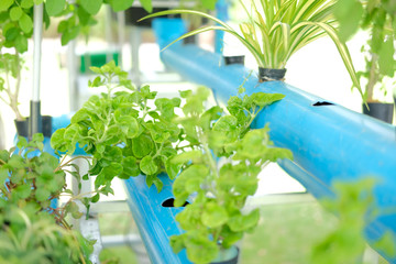 vegetable growing in greenhouse in hydroponic farm