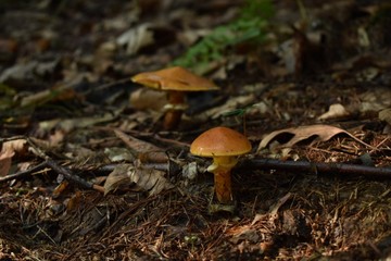 mushrooms in forest
