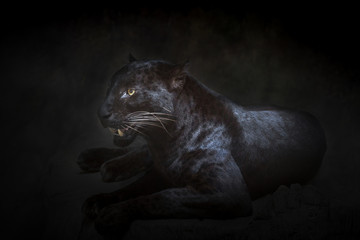 Panther or leopard resting in an atmosphere of wild nature. © MrPreecha