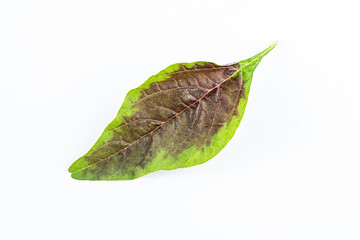 Fresh vegetables red leeks leaves closeup on white background