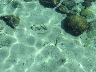 高知県柏島の透明な海と魚（自然）