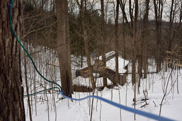 Lines of plastic tubing tapped into Maple trees flowing to a collection tank in a sugar shack
