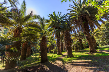 Fototapeta na wymiar Botanical gardens of Viña del Mar, Chile