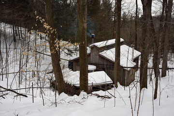 Lines of plastic tubing in a sugar bush flowing sap to a collection tank in a sugar shack