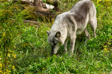 The Timber Wolf (Canis lupus), also known as the gray wolf , natural scene from natural environment in north America.