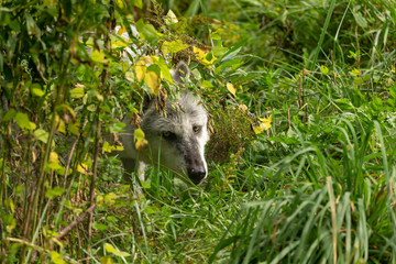 The Timber Wolf (Canis lupus), also known as the gray wolf , natural scene from natural environment in north America.