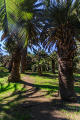 Fototapeta premium Botanical gardens of Viña del Mar, Chile