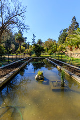 Fototapeta premium Botanical gardens of Viña del Mar, Chile