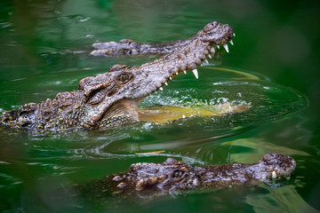 Freshwater crocodiles are open mouth in the water.