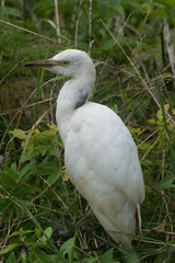 Jeune héron garde-boeufs