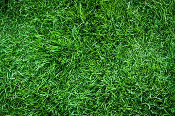 background of green grass
