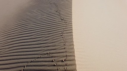 Sand dunes and bird tracks