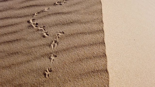Sand dunes and bird tracks