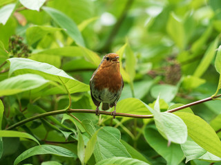 European robin on branch 