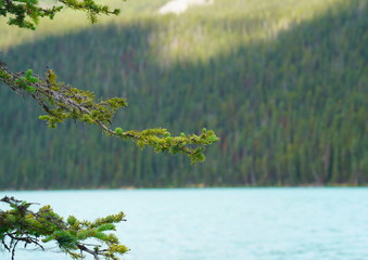 tree at lake Louise