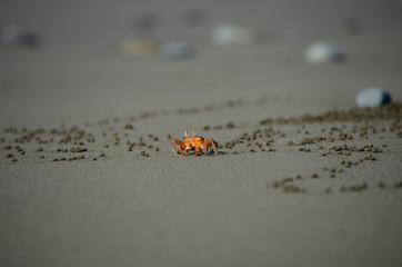 Ghost crab with sand balls on Costa Rica beach