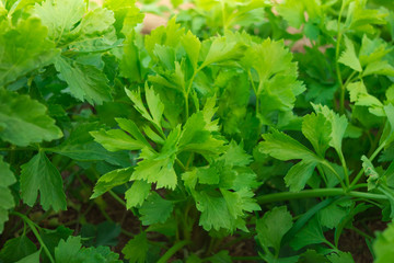 Fototapeta na wymiar A close up view of growing celery plant growing (vegetable)
