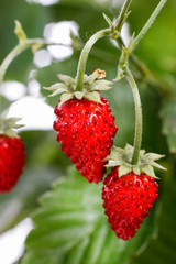 Wild strawberries in the garden.