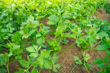 A close up view of growing celery plant growing (vegetable)