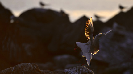 The flying seagull in backlight of the sunset. Sunset  background. The Black-headed Gull Scientific name: Larus ridibundus.