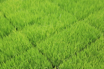 ears of wheat in the field